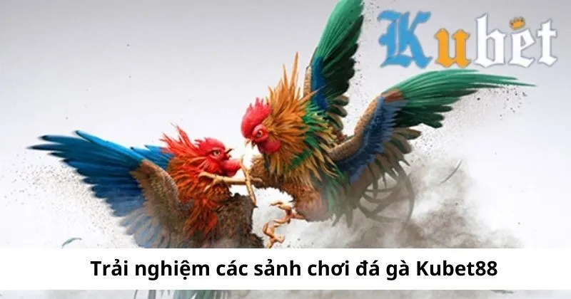 Các sảnh chơi đá gà Kubet hấp dẫn